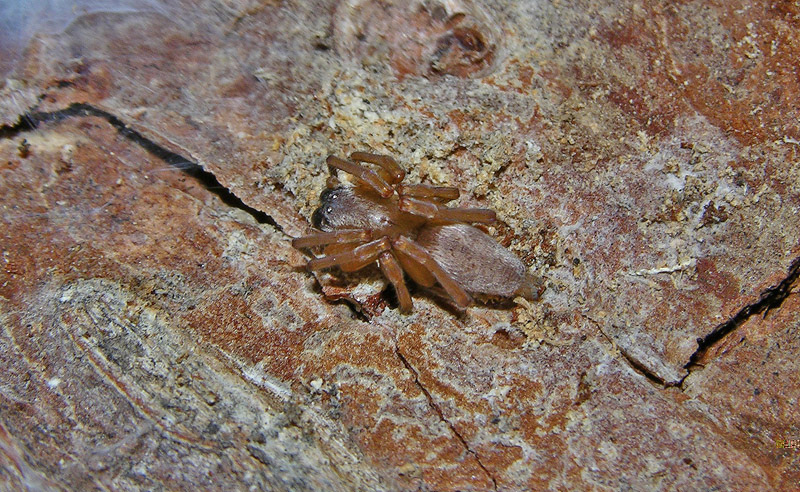 Amaurobius, Clubiona, Agelenidae (Tegenaria sp:?), Pisaura